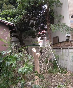 鎌倉市 / 庭木 立ち木 伐採 草刈り 